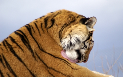 Tiger_004001.jpg