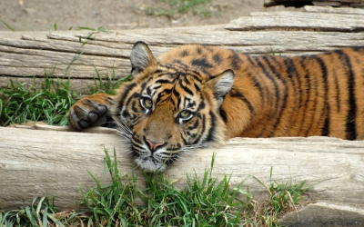 Tiger_005010.jpg