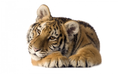 Tiger_005008.jpg