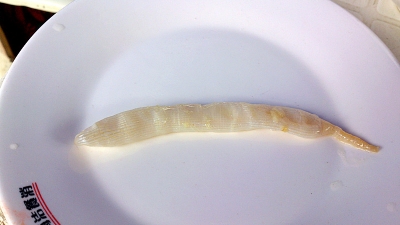 北海特色沙虫