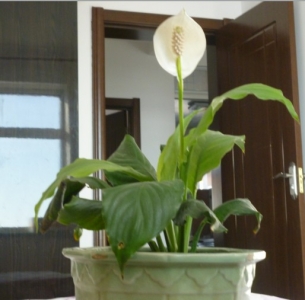 花.jpg
